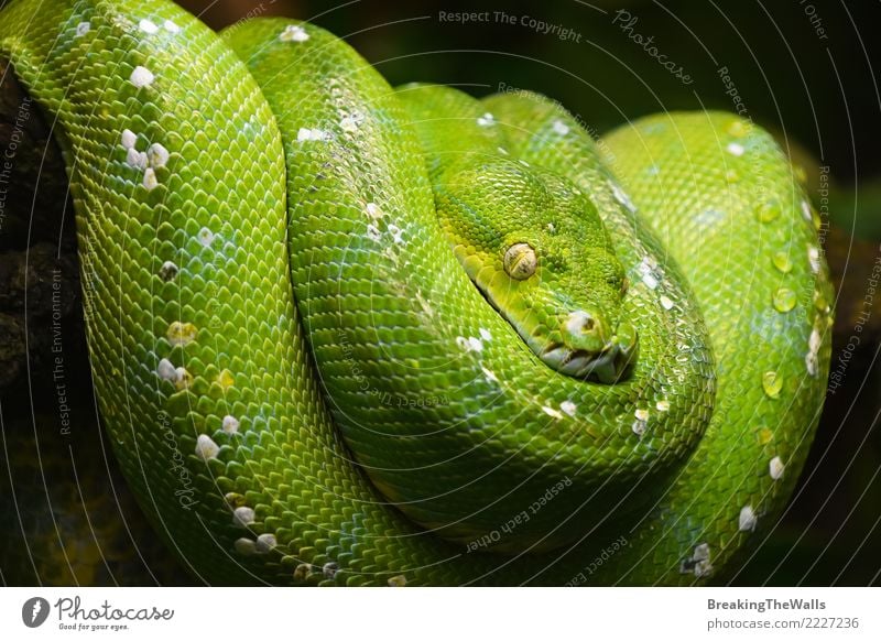 Green tree python (Morelia viridis) close up Nature Animal Wild animal Snake Animal face Zoo Aquarium Green Tree Python Boa Reptiles Reptile eye 1 Hang Looking