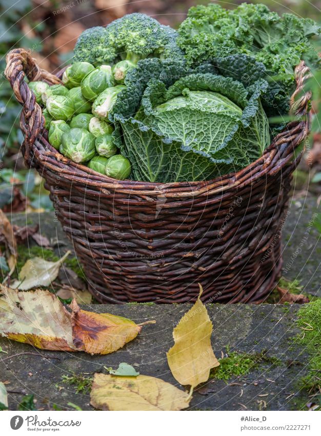 Autumn season regional vegetable basket Food Vegetable Savoy cabbage Brussels sprouts Broccoli Kale Nutrition Organic produce Diet Healthy Winter Garden Fresh