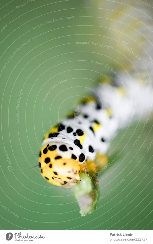 insatiable appetite Environment Nature Animal Plant Wild animal 1 To feed Hang Crawl Exceptional Small Cute Beautiful Yellow Moody Caterpillar Stalk Green Point