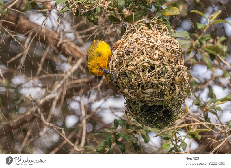 Yellow weaver bird building a nest Nature Animal Sun Spring Beautiful weather Tree Grass Bird Wing 1 Rutting season Build Running Utilize Living or residing