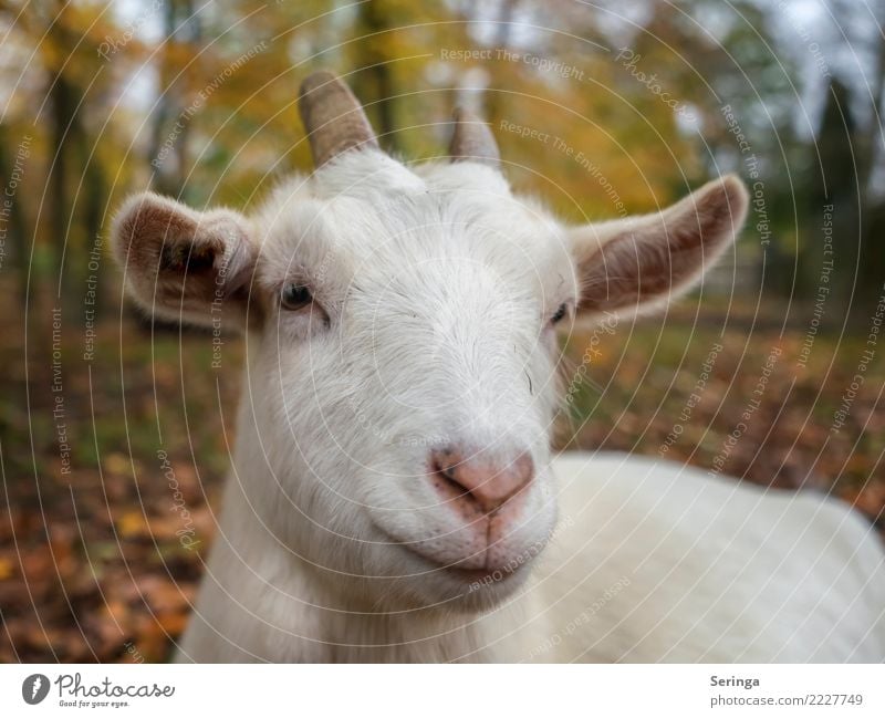 goat Animal Pet Farm animal Animal face Animal tracks Petting zoo 1 Touch Discover Feeding Looking Sweet Goats He-goat Goatskin Kidskin goat's beard