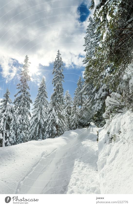 Rudi come out Nature Air Sun Sunlight Winter Weather Beautiful weather Snow Tree Lanes & trails Blue Green White Berchtesgaden Alpes Colour photo Multicoloured