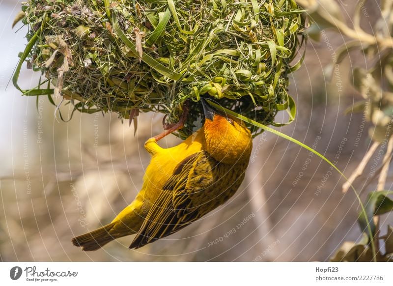 Yellow weaver bird building a nest Nature Animal Sun Spring Beautiful weather Tree Grass Bird Wing 1 Rutting season Build Running Utilize Living or residing