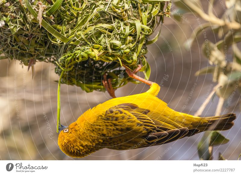 Yellow weaver bird building a nest Nature Animal Sun Spring Beautiful weather Tree Grass Bird Wing 1 Work and employment Rutting season Build Running Hang