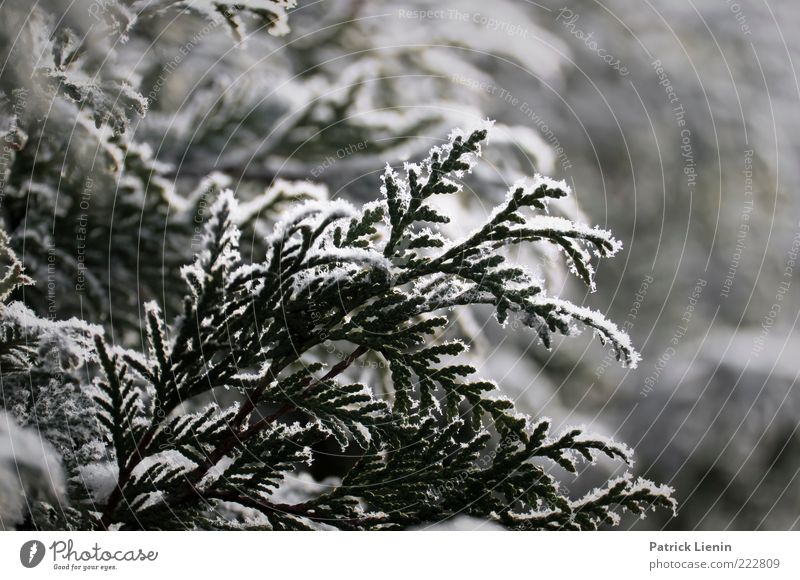 wintertime Environment Nature Plant Winter Weather Cold White Thuja Snow Ice Frost Winter mood Delicate Hang Colour photo Close-up Deserted Day Evening Light