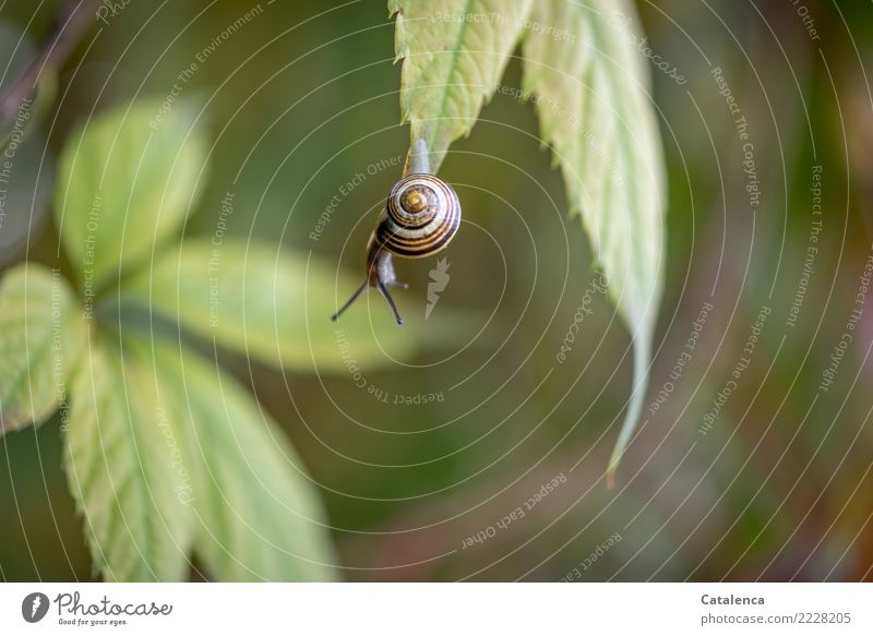 Risky, snail hanging on a leaf of wild vine Nature Plant Animal Autumn Leaf Virginia Creeper Garden Crumpet schnirkel snail 1 Hang pretty Small Slimy Brown