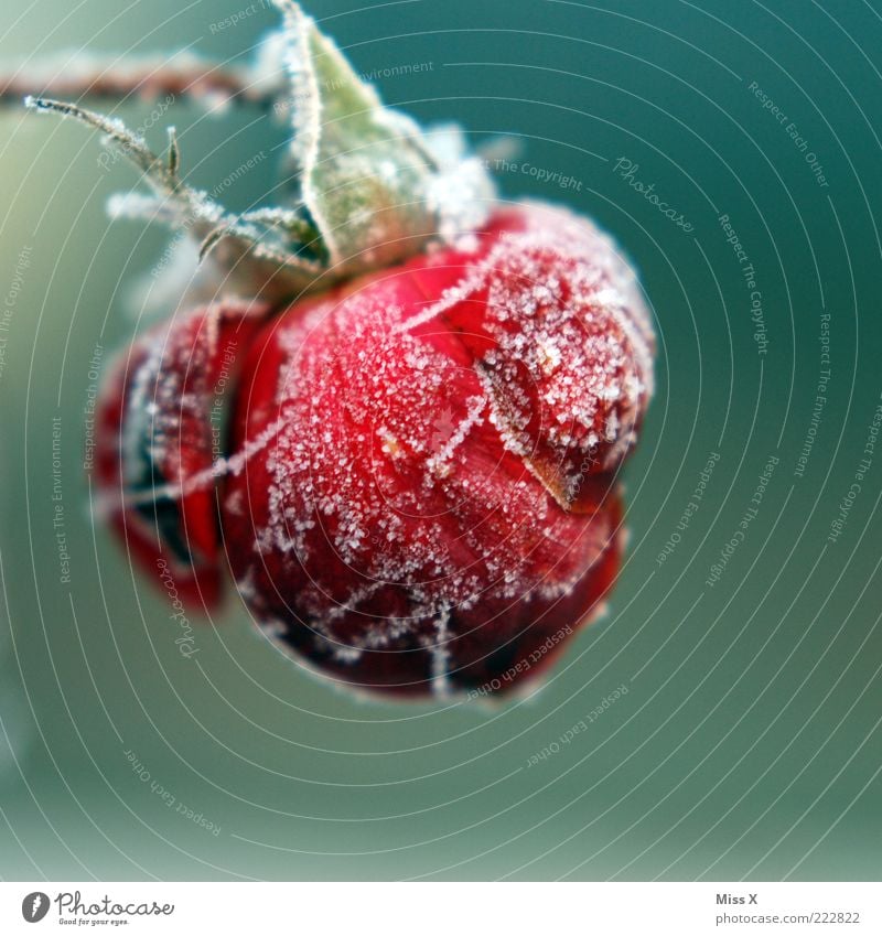 It's cold today Nature Winter Bad weather Ice Frost Snow Plant Rose Leaf Blossom Cold Limp Frozen Blossom leave Hoar frost Colour photo Multicoloured