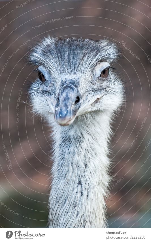 Nandu, Ostrich Leisure and hobbies Trip Park Animal Animal face Flightless bird 1 Looking Exotic Friendliness Beautiful Curiosity Elegant Feminine Enclosure Zoo