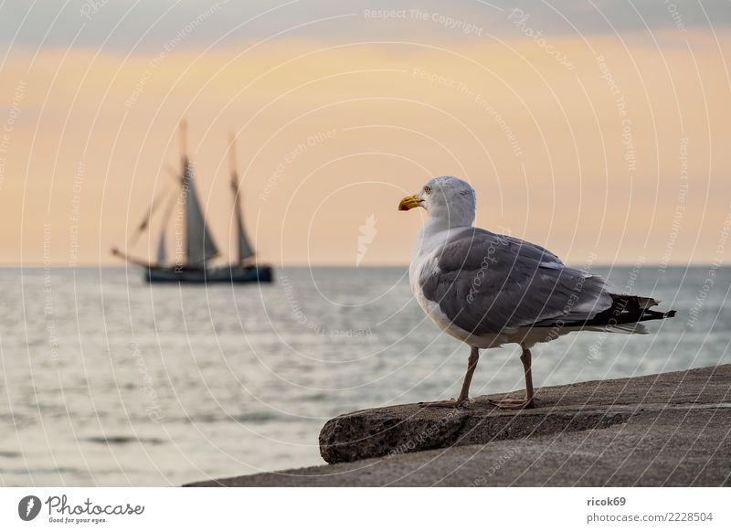 Sailing ship and seagull at the Hanse Sail in Rostock Vacation & Travel Tourism Water Coast Baltic Sea Navigation Maritime Romance Idyll Nature Tradition