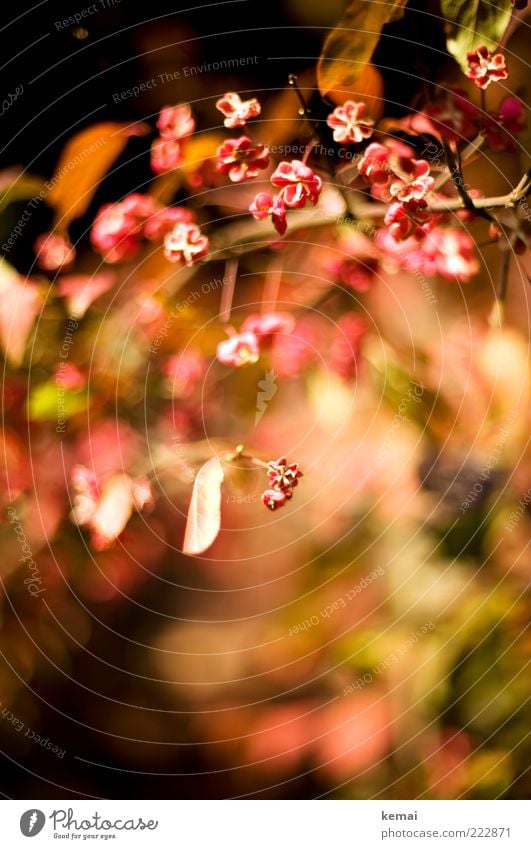 Small flowers Environment Nature Plant Sunlight Autumn Beautiful weather Flower Bushes Leaf Blossom Wild plant Blossoming Fragrance Growth Red Warm colour