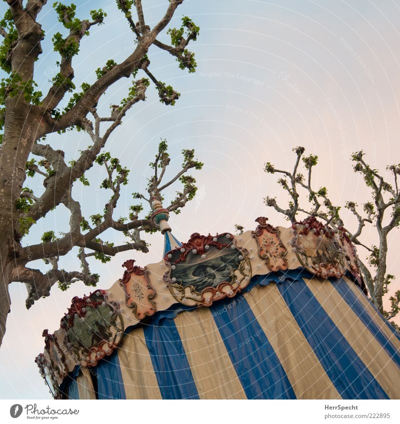 Under plane trees Feasts & Celebrations Fairs & Carnivals Tree American Sycamore Blue Brown Carousel Branch Closed Covers (Construction) Colour photo