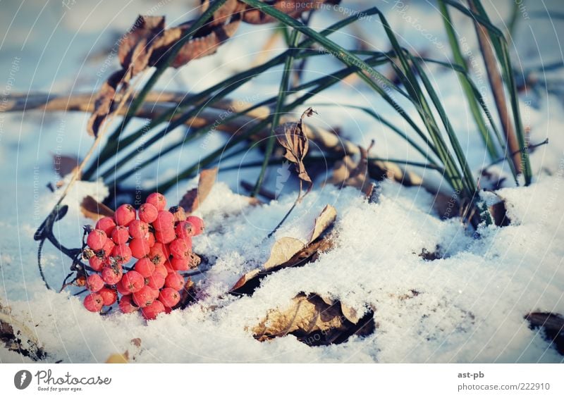 rowan on the snow Nature Winter Snow Grass Cool (slang) Cold Colour photo Exterior shot Macro (Extreme close-up) Deserted Morning