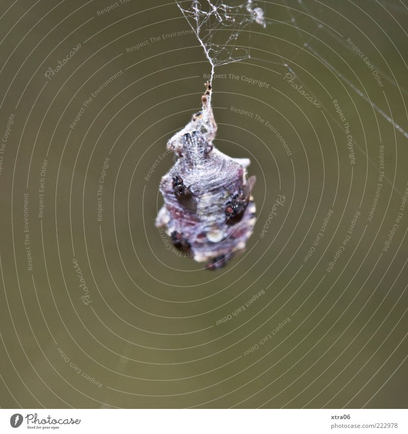 meeting Animal Disgust Fly Spider's web Insect Captured Colour photo Exterior shot Close-up Detail Macro (Extreme close-up) Copy Space left Copy Space bottom