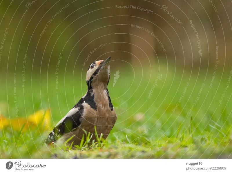 great spotted woodpecker Environment Nature Animal Spring Summer Autumn Beautiful weather Plant Grass Garden Park Meadow Forest Wild animal Bird Animal face