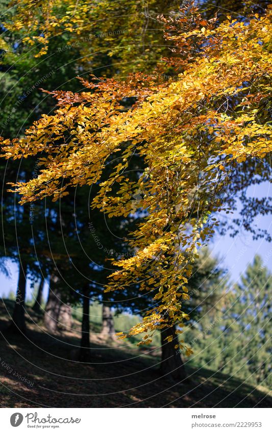 Goldner Autumn Trip Hiking Nature Landscape Earth Sky Sunlight Beautiful weather Tree leaves Woodground Forest Colour Bright Colours Autumnal Shaft of light