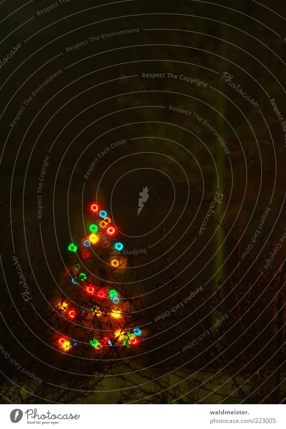 Lamp, little Christmas tree! Tree Esthetic Cold Anticipation Fairy lights Light (Natural Phenomenon) Catadioptric system (effect) Colour photo Multicoloured