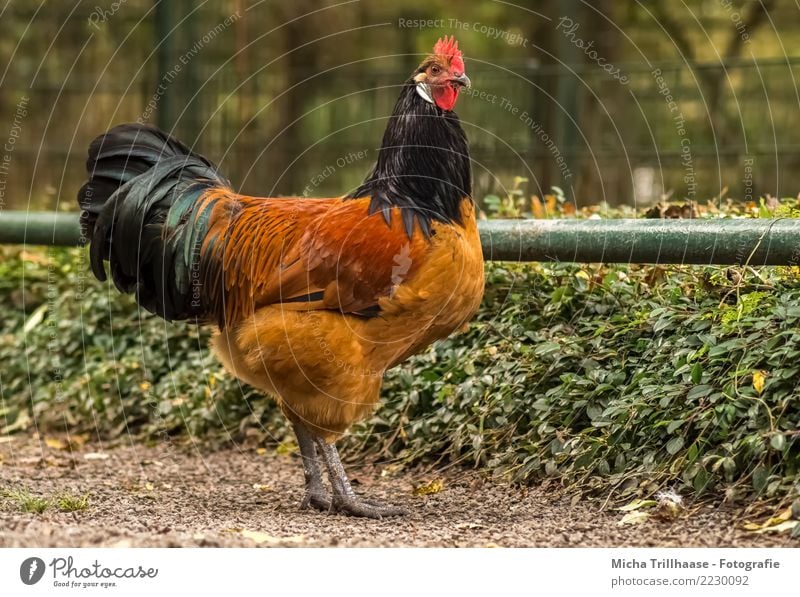 Colourful cock Food Meat Sausage Animal Sand Sun Sunlight Beautiful weather Plant Bushes Foliage plant Pet Farm animal Bird Animal face Wing Claw Rooster