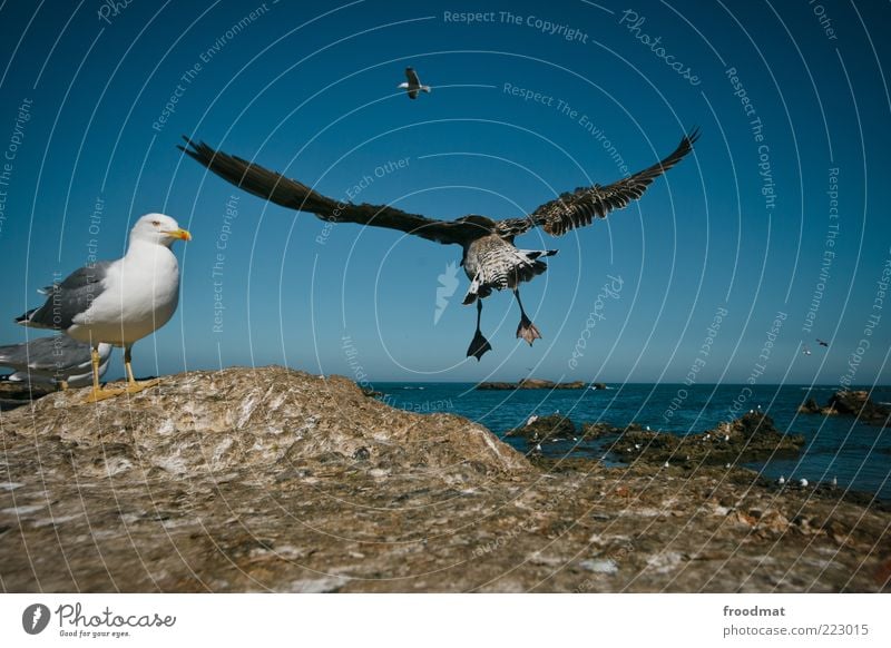 möwenpic Environment Air Water Cloudless sky Summer Beautiful weather Lakeside Ocean Animal Bird Group of animals Flying Elegant Wanderlust Morocco Essaouira