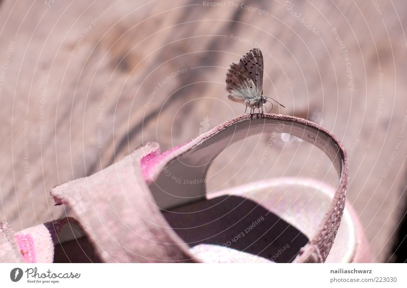 summer Environment Nature Summer Animal Wild animal Butterfly 1 Sandal Footwear Childrens shoe Wood Crawl Sit Brown Pink Colour photo Close-up Detail Deserted