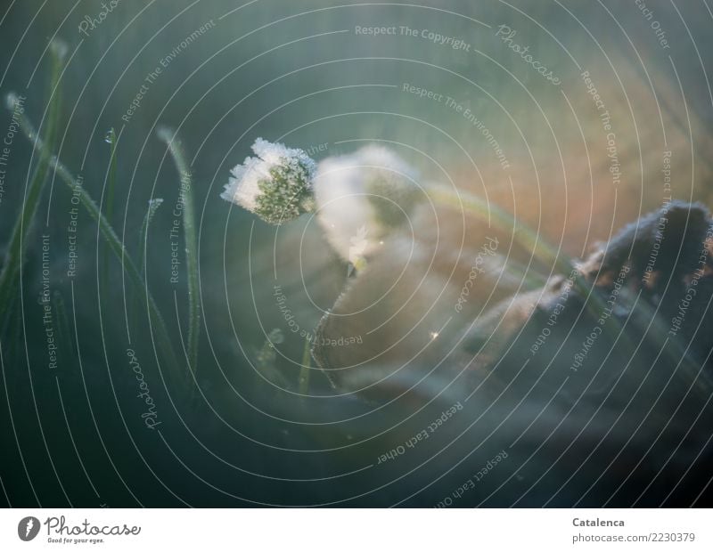 Surprisingly cold, daisies covered with frost Nature Plant Winter Ice Frost Flower Grass Leaf Blossom Daisy Hoar frost Garden Ice crystal Blossoming Freeze