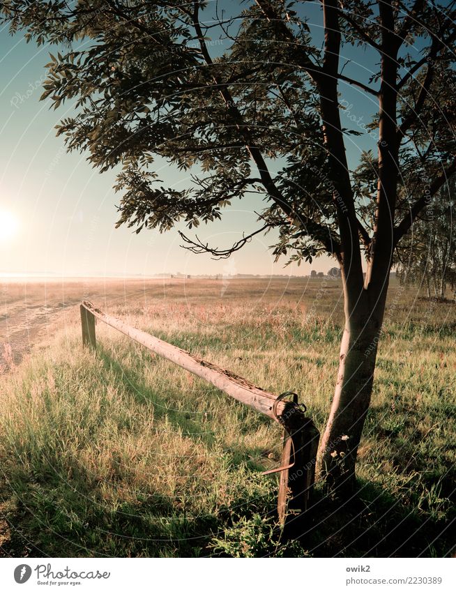 transition Environment Nature Landscape Plant Horizon Beautiful weather Tree Grass Pasture Illuminate Colour photo Exterior shot Deserted Copy Space bottom