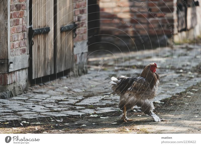 Quick, over in slippers. Village House (Residential Structure) Wall (barrier) Wall (building) Street Pet 1 Animal Running Speed Brown Gray Red Barn fowl