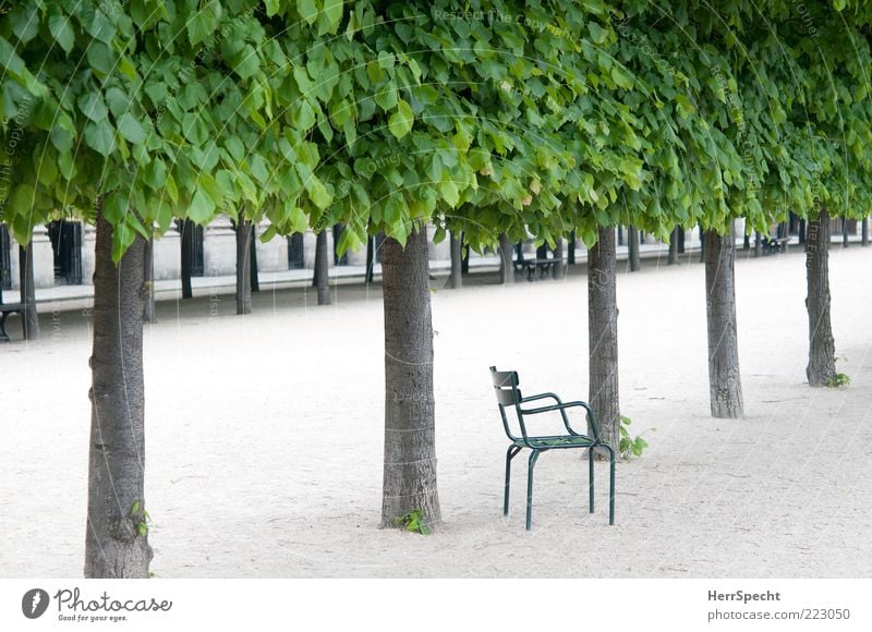 For single seater Summer Plant Leaf Foliage plant Tree trunk Park Paris Tourist Attraction Palais Royal Wood Metal Wait Gray Green Sadness Fatigue Loneliness