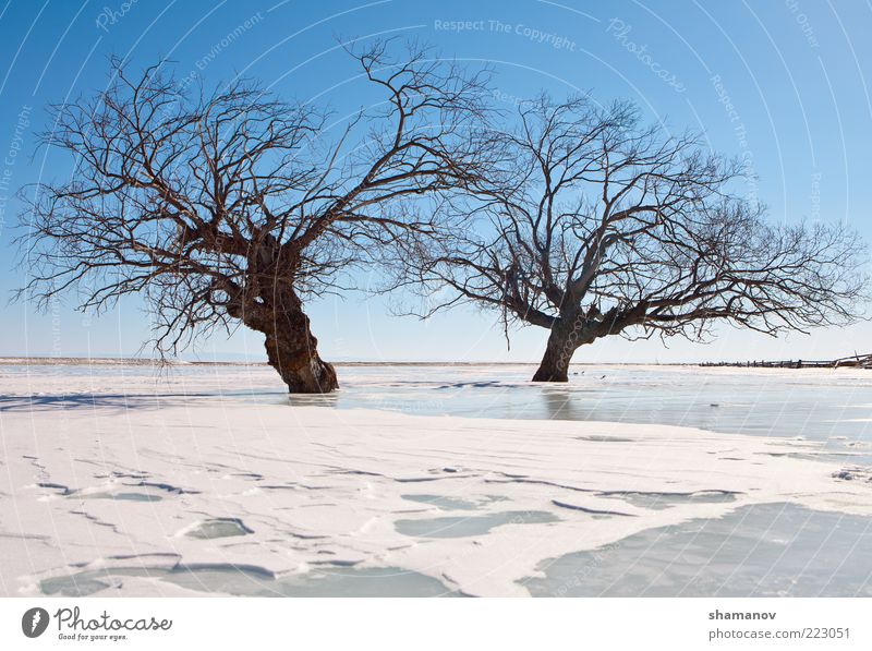 trees in an ice of lake Winter Snow Mountain Nature Landscape Sky Ice Frost Tree Coast Lake Together Blue White Baikal Siberia calm cold Fence flood light