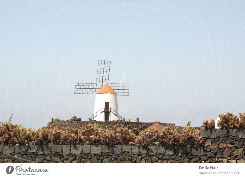 Dutch Lanzarote Summer Island Cloudless sky Beautiful weather Cactus Mill Free Dry Leisure and hobbies Colour photo Exterior shot Deserted Copy Space left