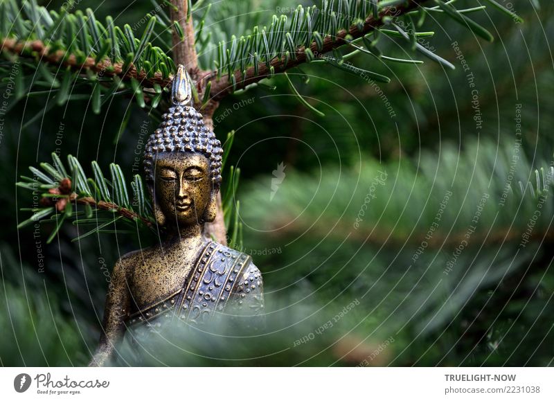 Golden Buddha sculpture in front of fir branches Lifestyle Happy Wellness Harmonious Well-being Contentment Senses Relaxation Calm Meditation Education Smiling