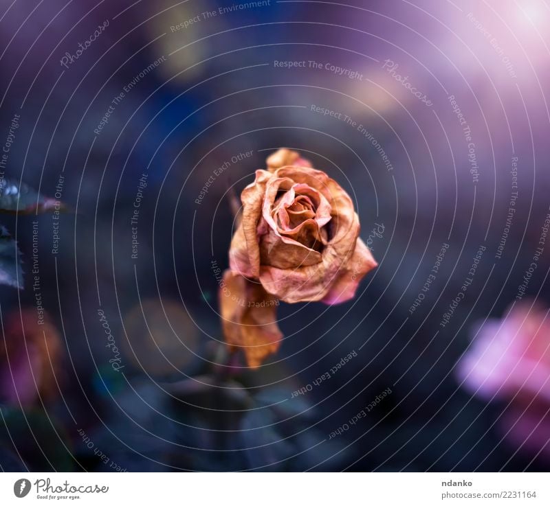 dried rose in the garden Summer Sun Nature Plant Flower Leaf Blossom Blossoming Green Pink Dried background dry one Blossom leave Beauty Photography Heap Bud