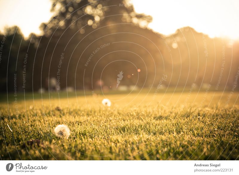 autumn meadow Nature Landscape Sunrise Sunset Autumn Beautiful weather Flower Grass Dandelion Park Meadow Dresden Tourist Attraction large garden Lens flare