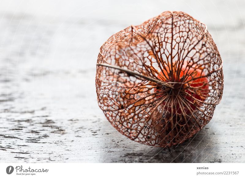 skeletal sepals Autumn Physalis Chinese lantern flower Seed head Wood To dry up Brown Orange White Graceful Sepal Embellish Decoration Colour photo Studio shot