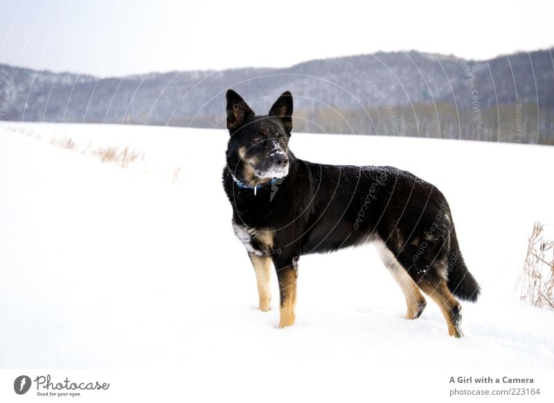 snow dog Environment Nature Landscape Clouds Winter Snow Animal Pet Dog 1 Looking Elegant Friendliness Curiosity Rebellious Black White Power Willpower Might