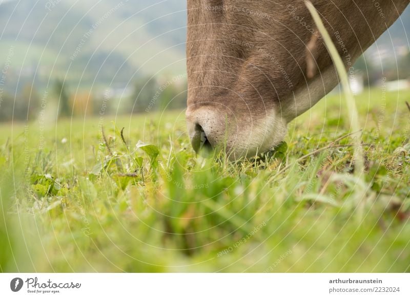 Cow grazes in the meadow Food Meat Nutrition Eating Organic produce Vegetarian diet Slow food Healthy Healthy Eating Vacation & Travel Summer Summer vacation