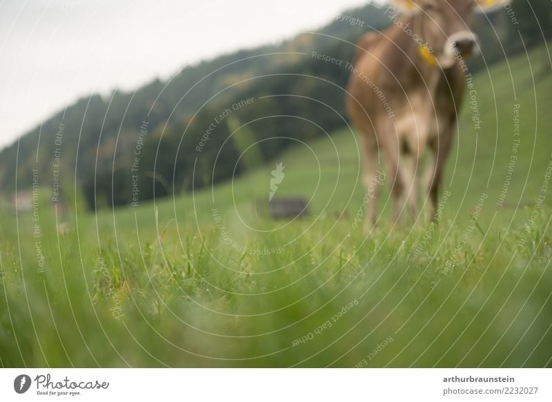 Brown cattle cow grazes on the meadow in nature Food Meat Cattle Beef Filet mignon Cattle farming Nutrition Healthy Eating Farmer Agriculture Forestry