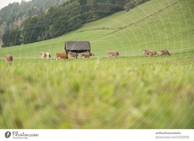 Cows in the pasture Food Meat Nutrition Vacation & Travel Tourism Work and employment Profession Farmer Economy Agriculture Forestry Environment Nature Plant