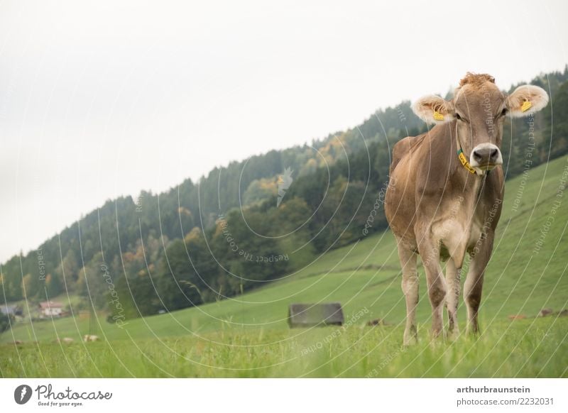 Cow standing in the pasture Food Meat Nutrition Organic produce Healthy Eating Vacation & Travel Tourism Farmer Economy Agriculture Forestry Environment Nature