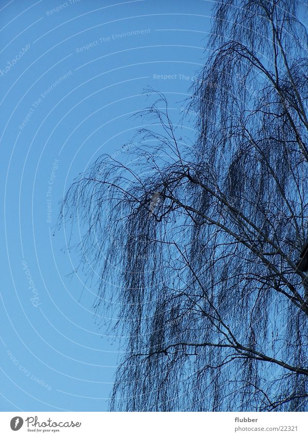 weeping willow Weeping willow Tree Winter Branch Treetop Sky Blue