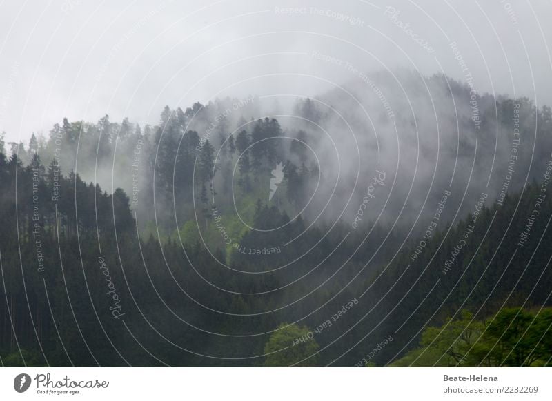 Clarification to follow Nature Landscape Sky Clouds Autumn Bad weather Fog Plant Forest Black Forest Wait Esthetic Threat Green White Serene Patient Calm