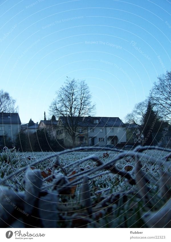 one morning II Grass Meadow Dew Winter Cold Frozen Near Hoar frost Morning Blue Frost