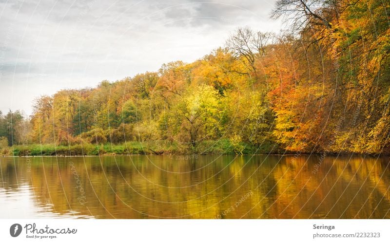 Golden Autumn Environment Nature Landscape Plant Animal Water Sky Clouds Tree Bushes Leaf Park Forest Pond Lake Discover To enjoy Looking Hiking Moody Beautiful