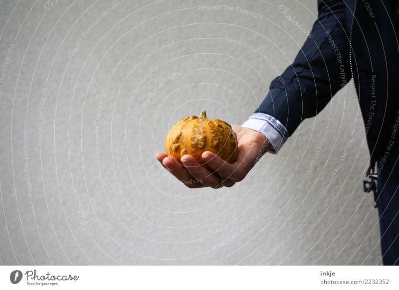 ornamental squash Food Vegetable Pumpkin Nutrition Thanksgiving Hallowe'en Arm Hand 1 Human being To hold on Fresh Small Natural Orange Colour photo