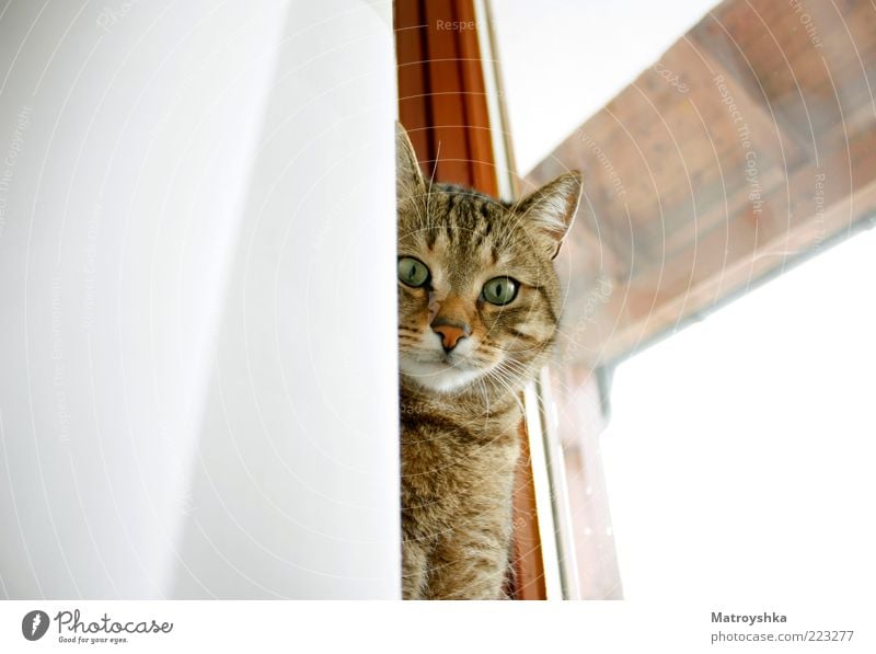 My roommate Window Window frame Pet Cat Drape Looking Beautiful Curiosity Goodness Colour photo Interior shot Close-up Day Worm's-eye view Animal portrait