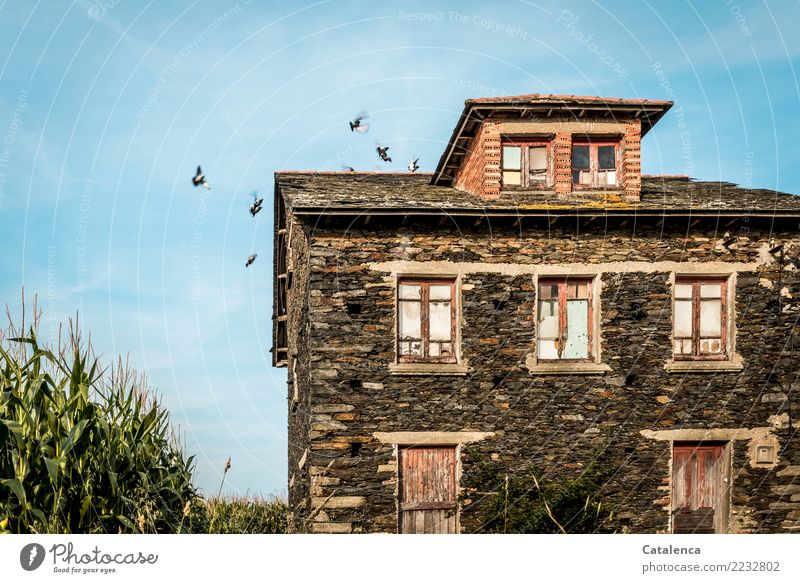 Decay, pigeons fly over the ruin of an abandoned house, corn grows next to it Sky Summer Beautiful weather Plant Agricultural crop Maize field Field