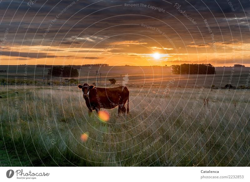 Beef in the evening sun Landscape Plant Animal Sky Storm clouds Horizon Climate change Tree Grass Eucalyptus tree Meadow Field Pampa Steppe Pet Farm animal Cow