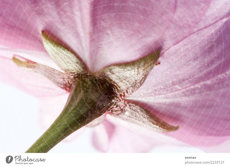 ornamental cherry blossom Spring Blossom Ornamental cherry Stalk Soft Green Pink Bract flowering cherry Colour photo Studio shot Close-up Detail