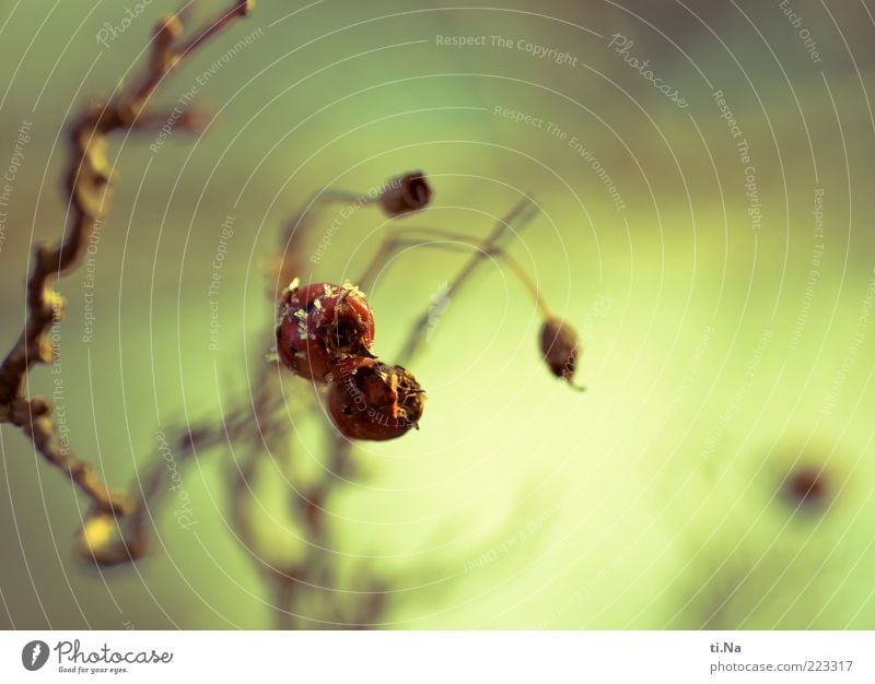 winter impressions Environment Nature Winter Beautiful weather Ice Frost Plant Wild plant To dry up Authentic Cold Blue Yellow Green Red Climate Colour photo