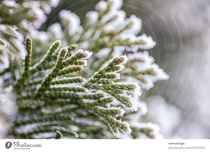 Frost on tree branches Winter Snow Nature Plant Weather Tree Leaf Park Forest Natural Green White City cold crystal fir hoar ice icy Seasons wood Timisoara