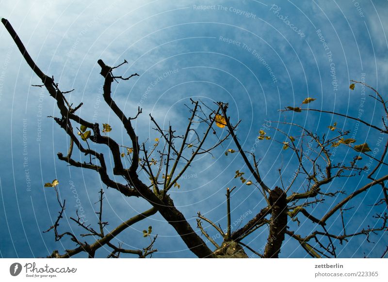 apple Environment Nature Plant Sky Clouds Autumn Climate change Bad weather Storm Gale Tree Concern October Apple tree Branch Twig Colour photo Exterior shot